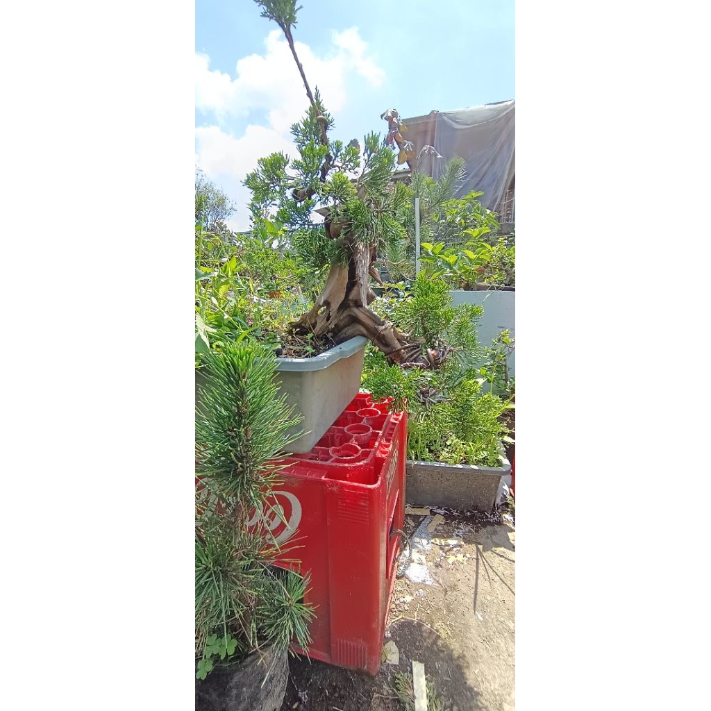 bonsai cemara tanuki bahan superr