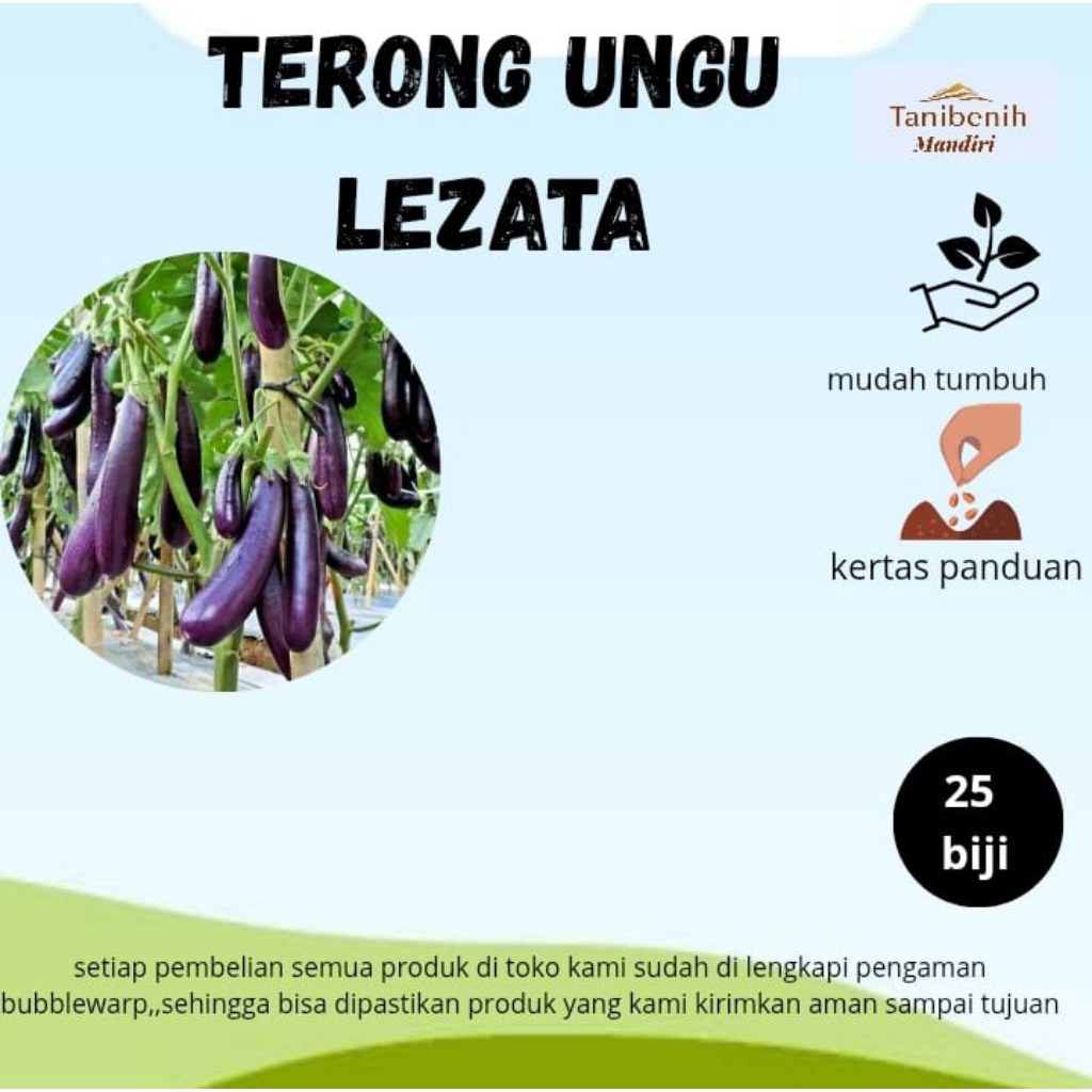 25 Biji Benih Terong Ungu LEZATA