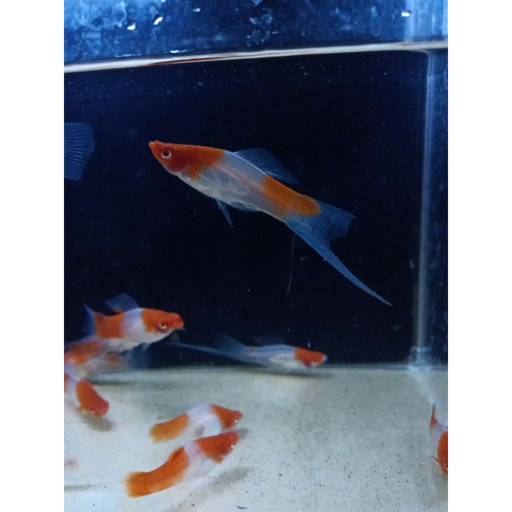 Platy kohaku swordtail