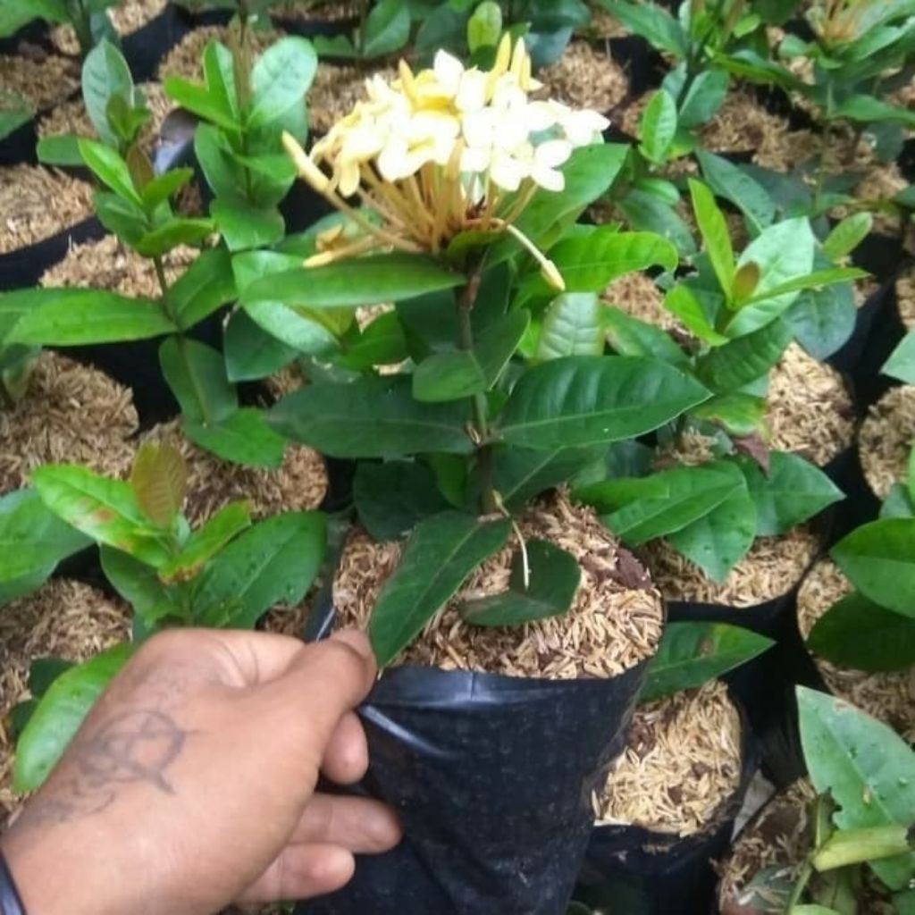 bibit tanaman Asoka jepang kuning/asoka jepang