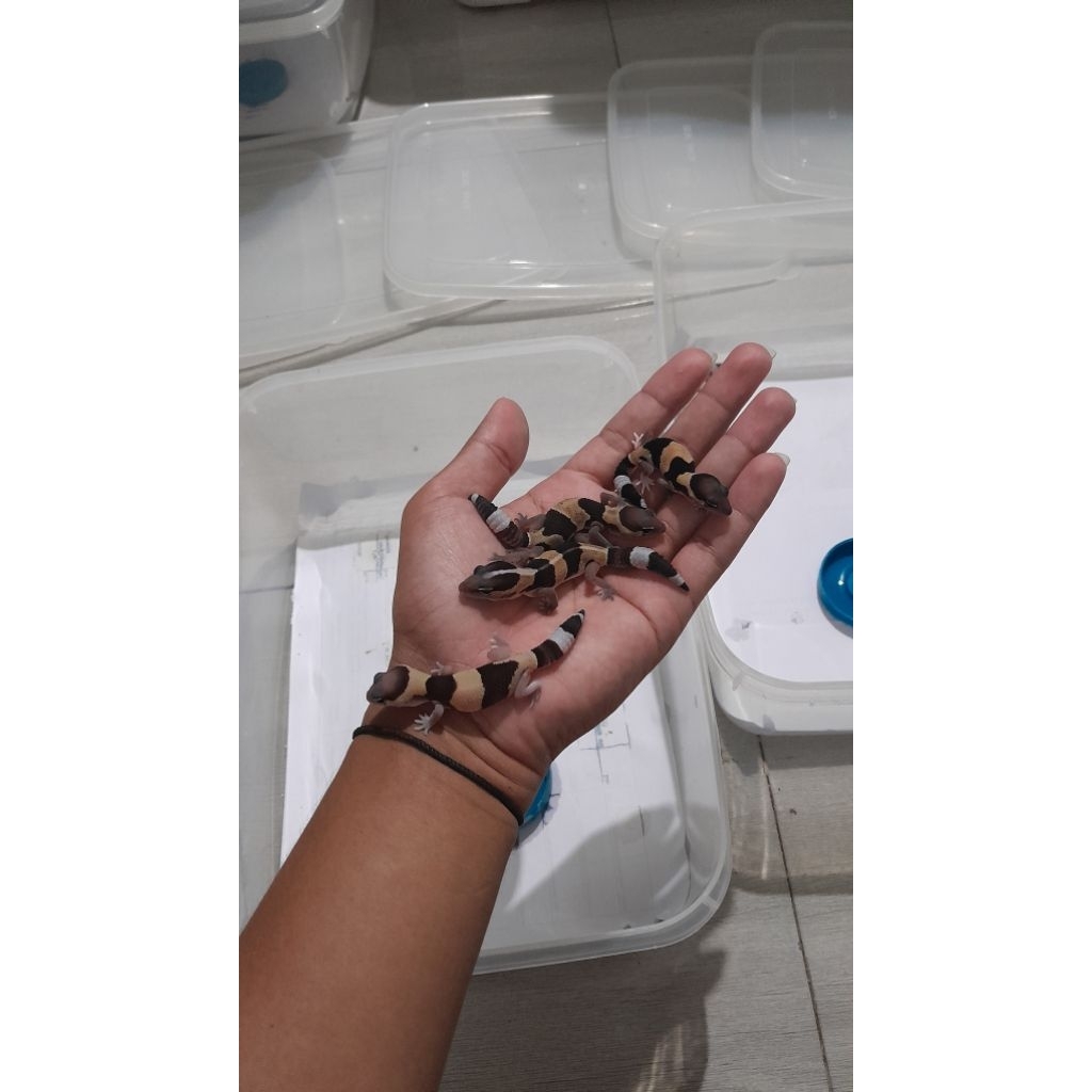 mainan gecko AFT beby morph random
