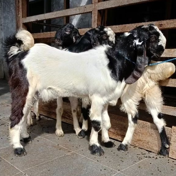 JANTAN CACAH GOSEND INSTAN kambing / Domba / Aqiqah / Akikah / Kekah / Qurban / Kurban / Kambing Jan