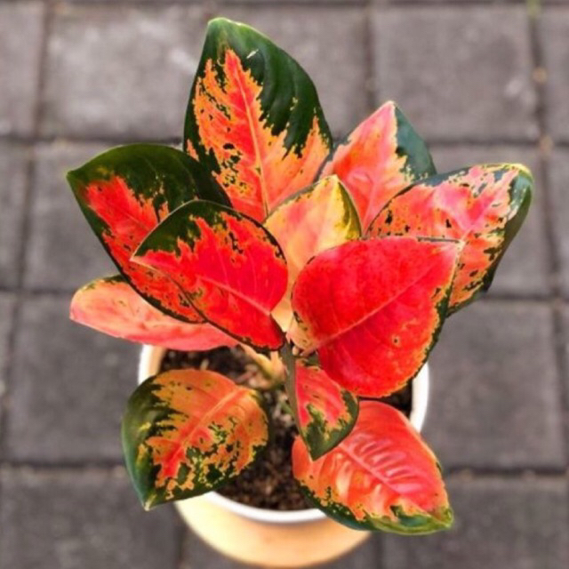 Aglonema Red Kochin Dewasa - Tanaman Hias Aglonema Red Kochin Dewasa