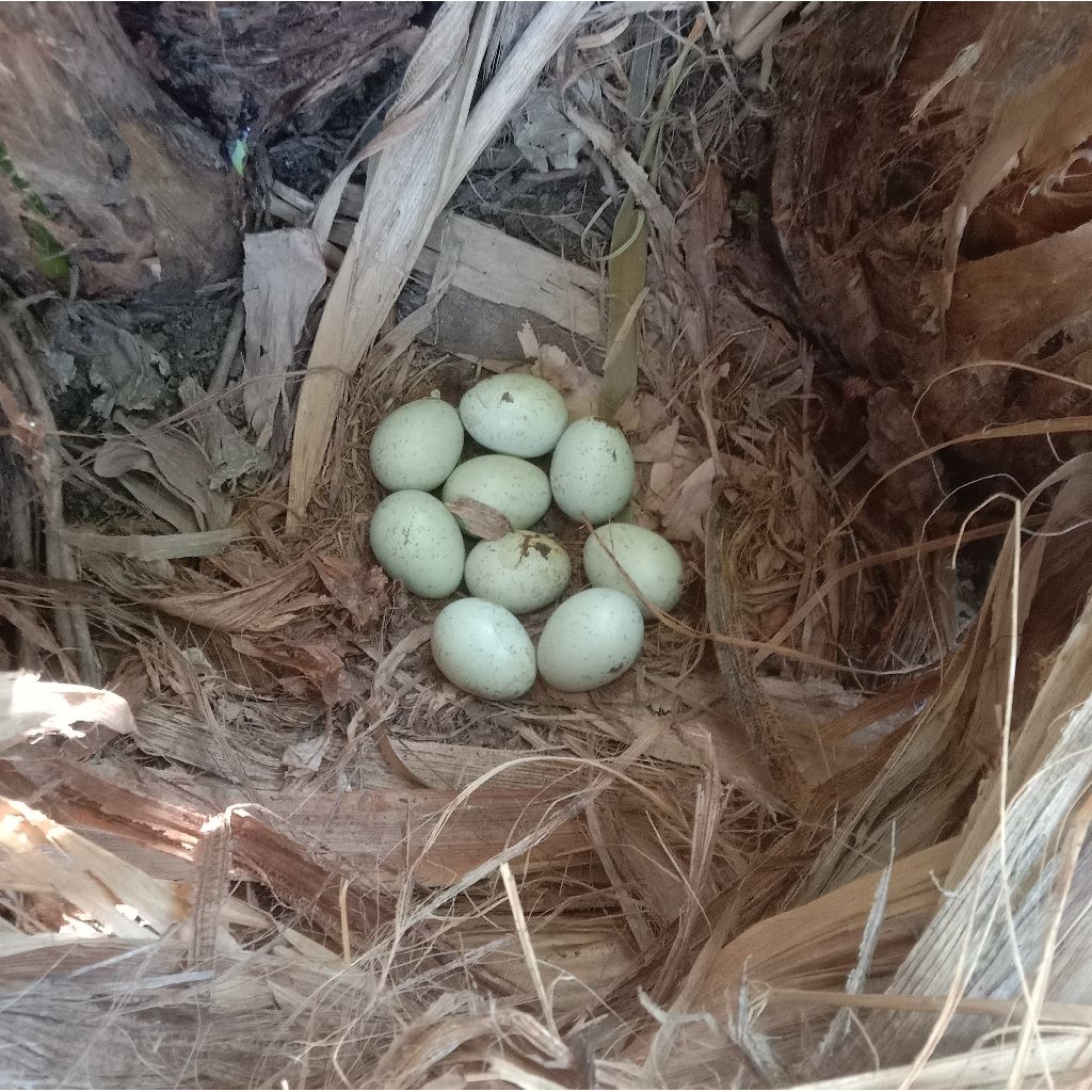 telor ayam Birma ijo  untuk ditetaskan