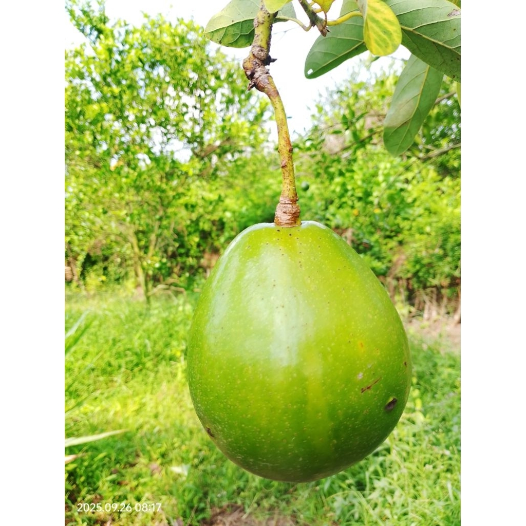 Alpukat MIKI 1Kg ISI 2-3