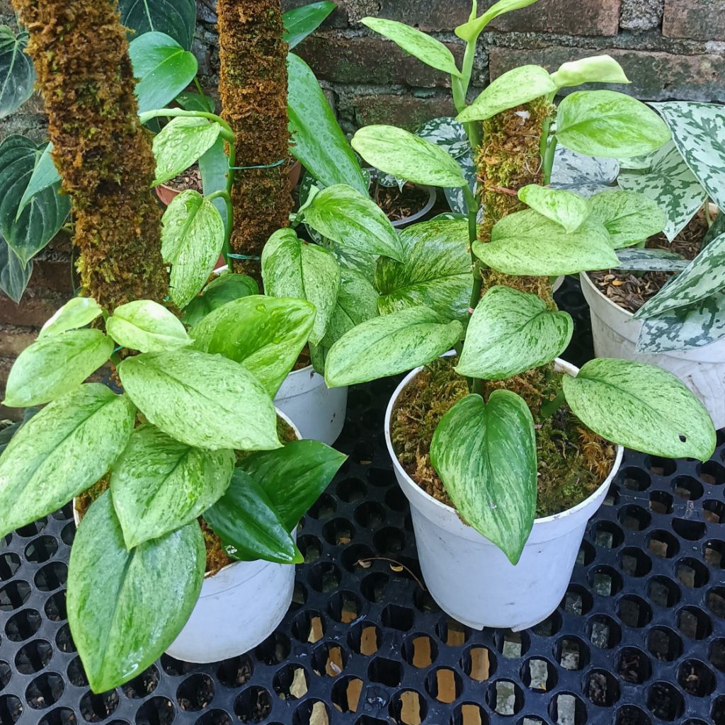 Scindapsus treubii mint