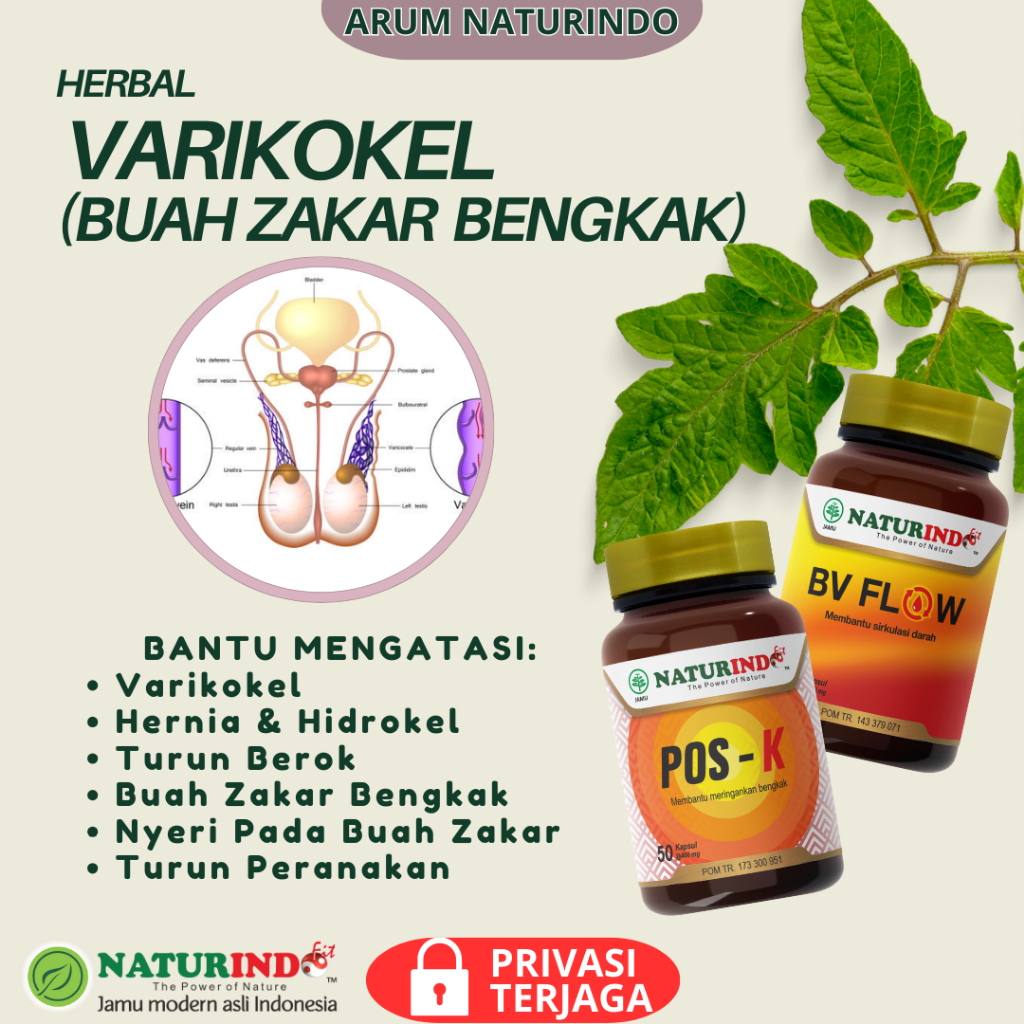 Herbal  Atasi Varikokel Hernia Turun Berok Turun Peranakan Buah Zakar Bengkak
