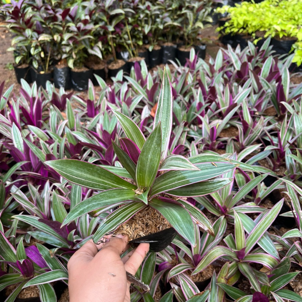 TANAMAN HIAS ADAM HAWA VARIGATA || ADAM HAWA VARIGATA