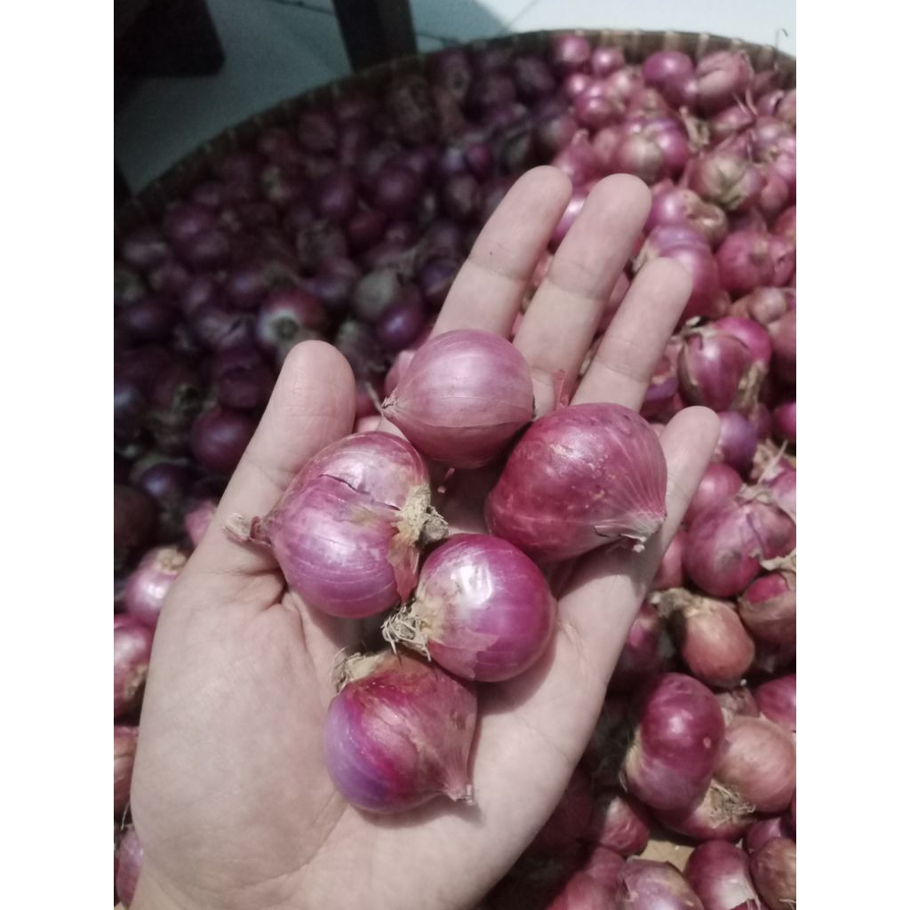 Bawang Merah Bima Super Full Besar 1 Kg