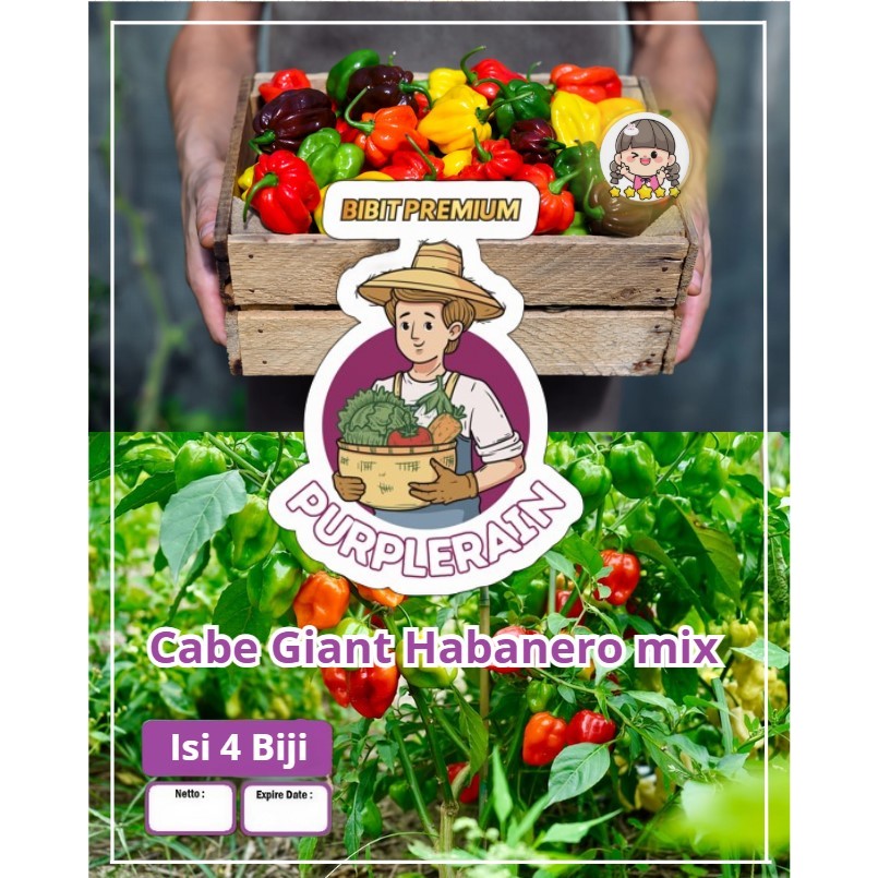 Bibit Premium Cabe Giant Habanero Mix | Biji Benih Cabai Habanero | Habanero