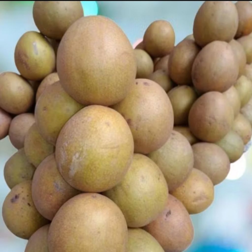 Sawo Madu Pilihan – Buah Segar dari Kebun