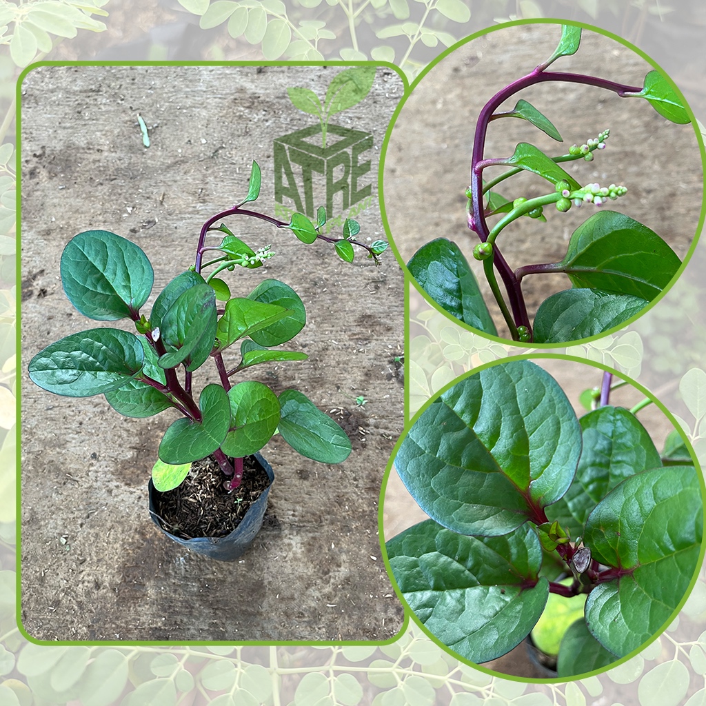 Bibit Tanaman Daun Binahong Daun Herbal Binahong HIjau