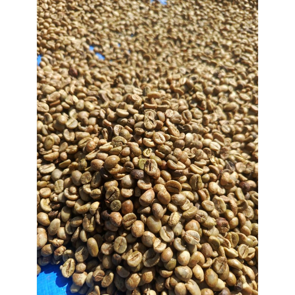 Biji Kopi Robusta Asalan Kerinci 10 Kg