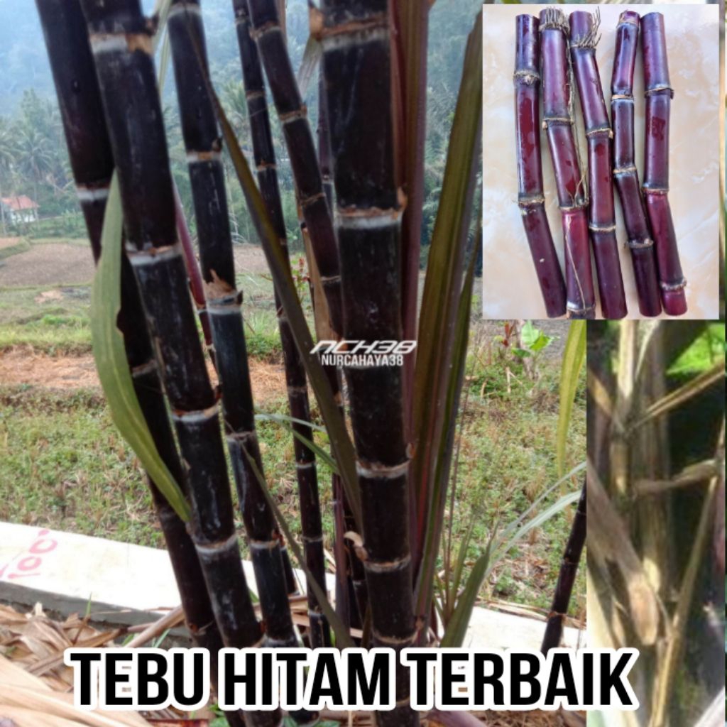Tebu hitam - tebu terbaik original dan fresh | Bibit stek tebu ireung | | tebu hitam 27-35cm