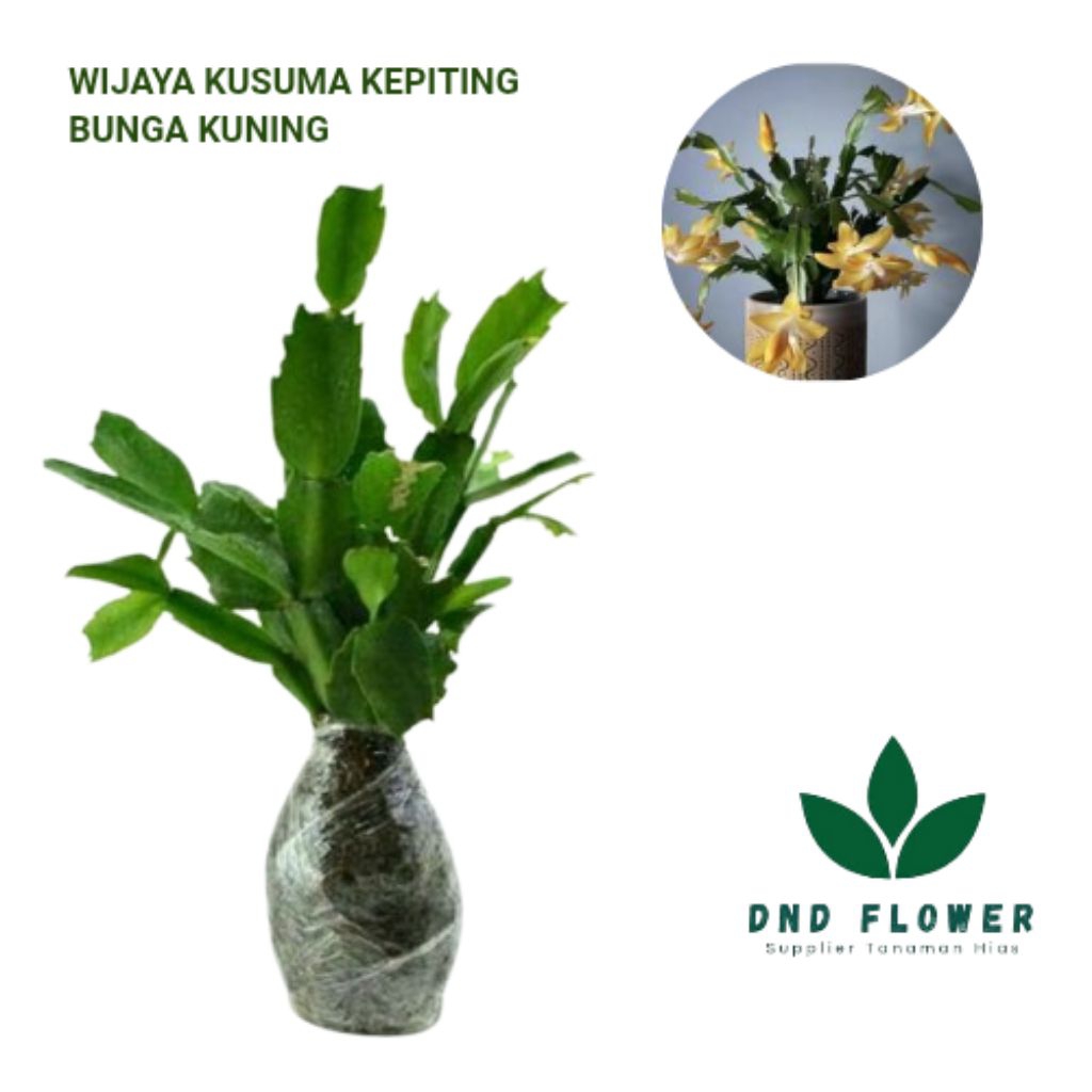 ( BISA COD ) TERMURAH Tanaman Hias Wijaya Kusuma Kepiting - Bunga Kuning