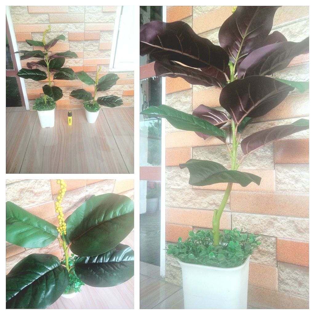 Ketapang kebo beringin karet bunga hias artificial imitasi palsu plastik