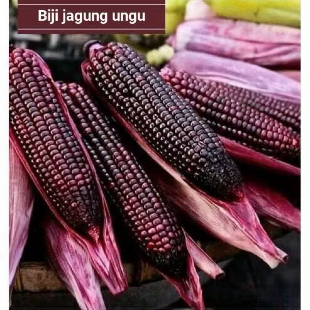 Jagung Ketan Ungu Pipil 500gr Siap Tanam atau Konsumsi