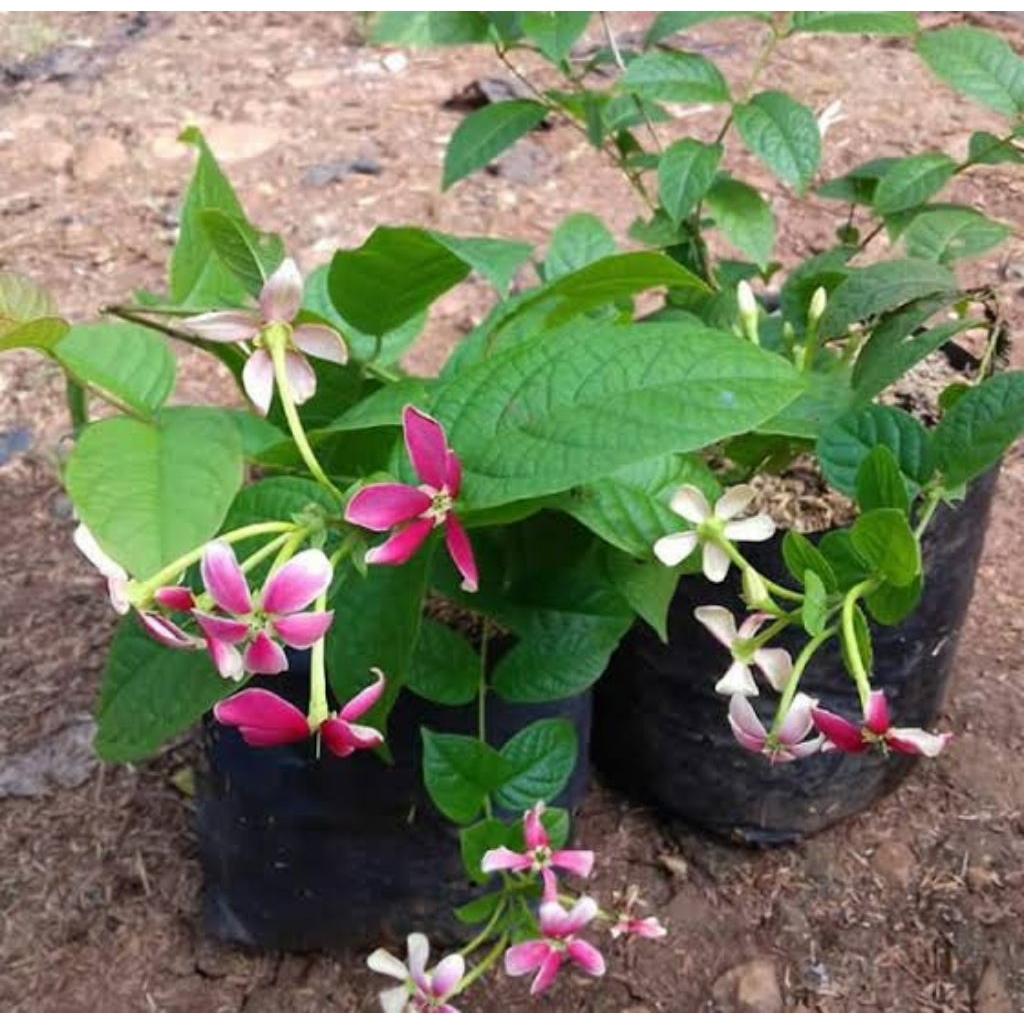 bibit tanaman bunga melati Belanda/melati belanda