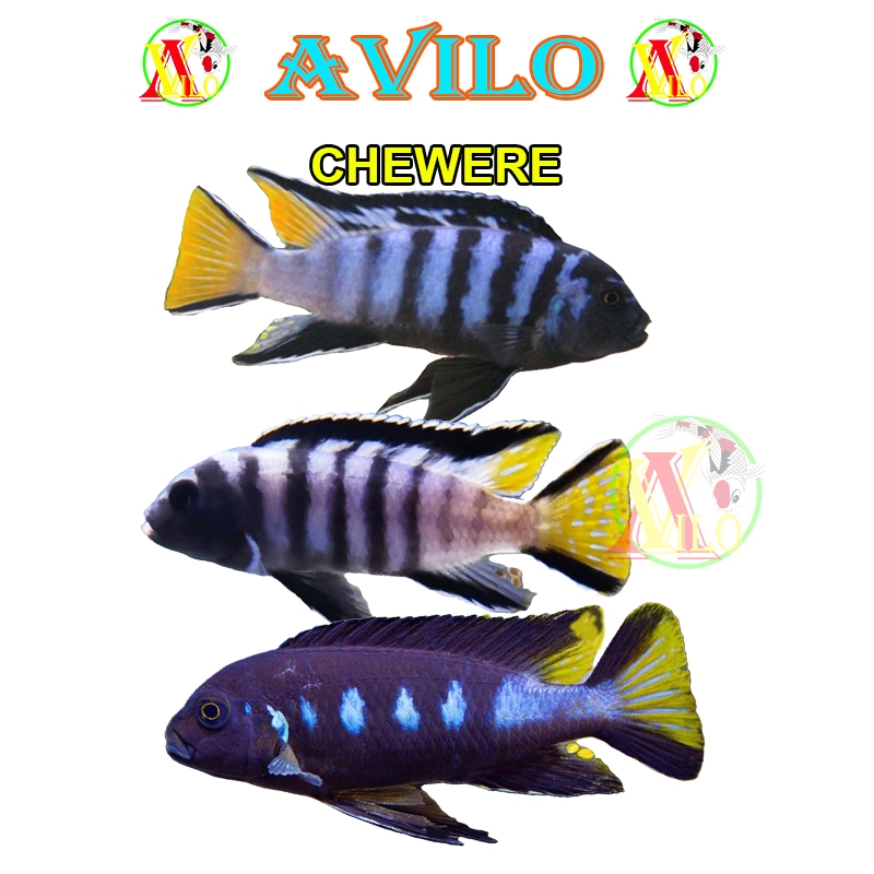 ojek ikan hias aquascape chewere afrika siklid siklit ciclid size kecil ( belum ada warna )