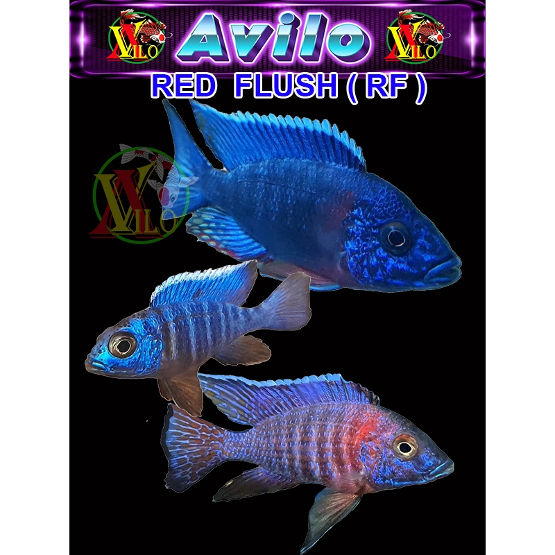 ojek ikan RED flush RF blue afrika siklid siklit ciclid size kecil ( sudah berwarna )