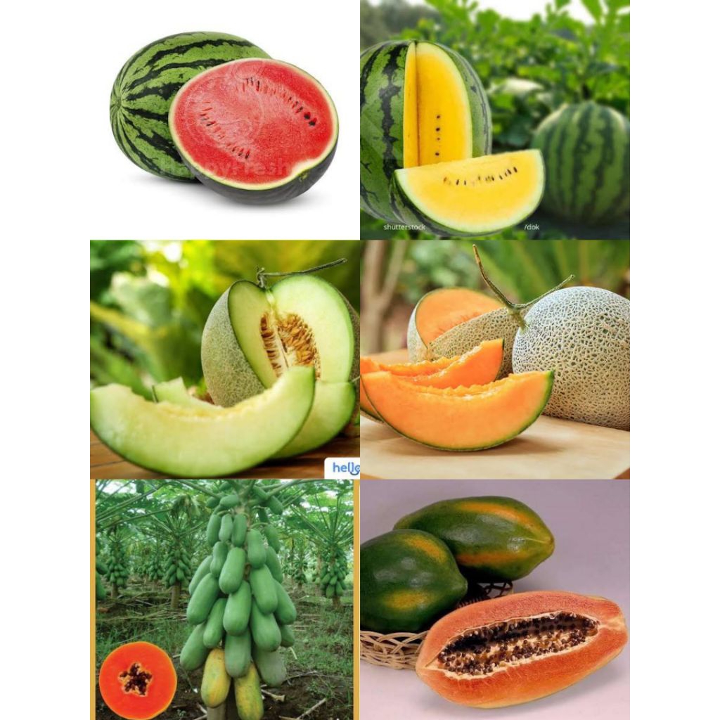 Benih Seribuan/Benih Buah/Pepaya/Melon/Semangka