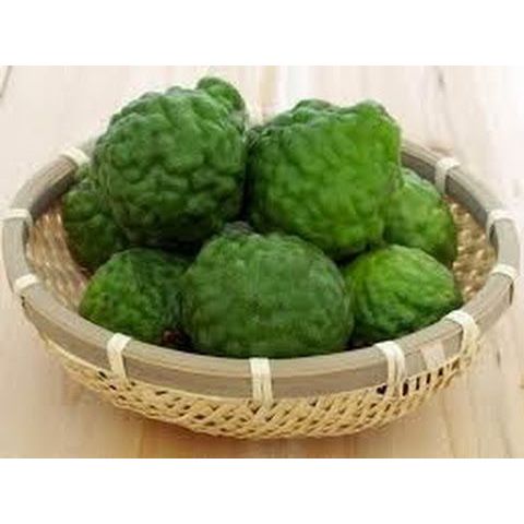 jeruk purut medan jeruk obat ute pangir betina