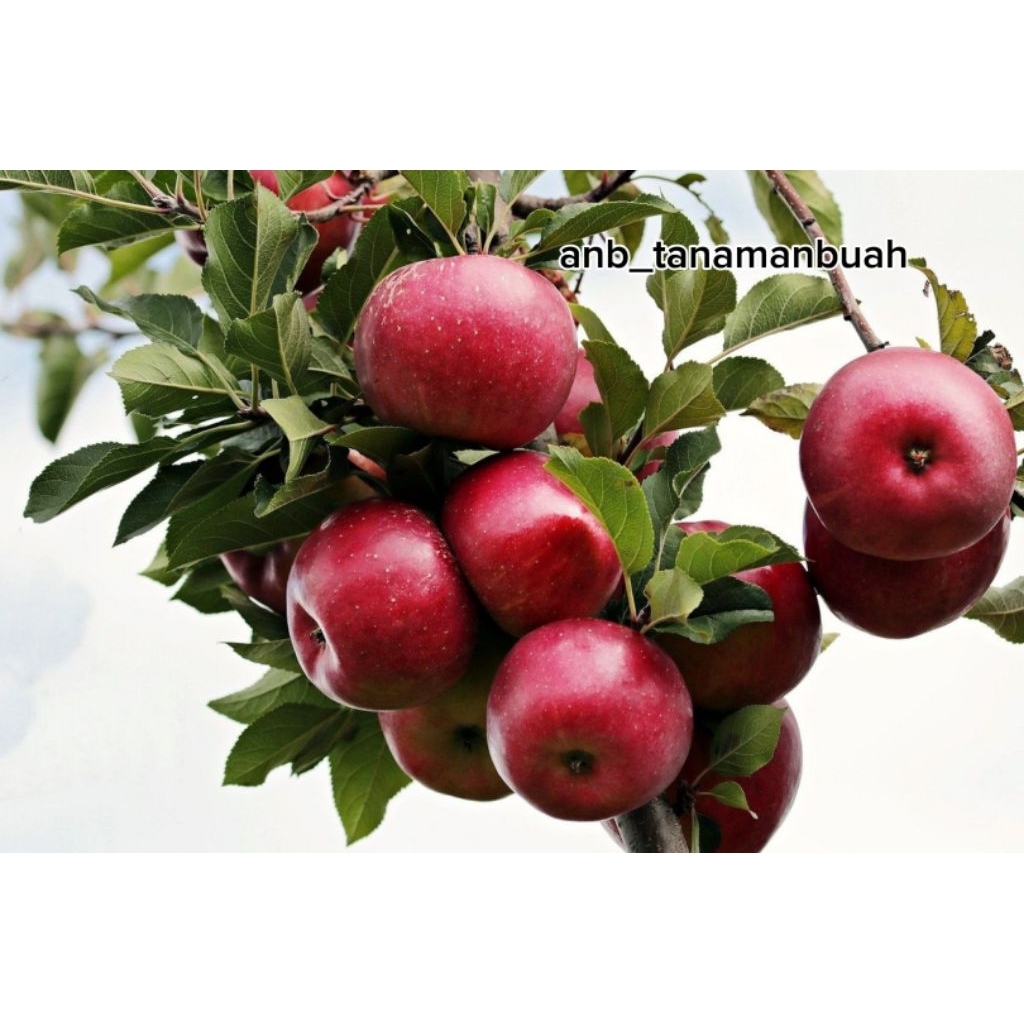 bibit apel anna merah batang besar siap berbuah