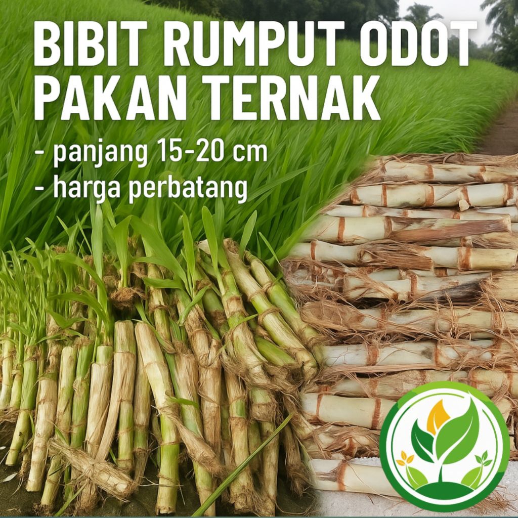 bibit rumput odot super stek batang segar cepat tumbuh
