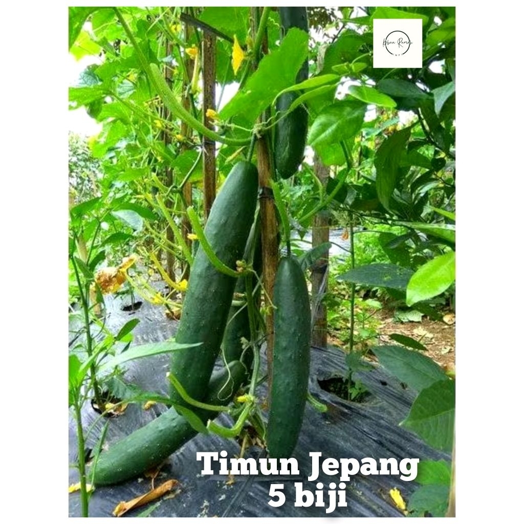 Benih Timun Jepang