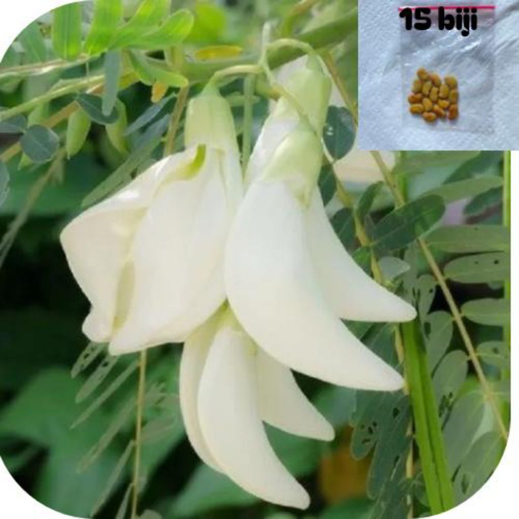 biji kembang Turi 15 biji