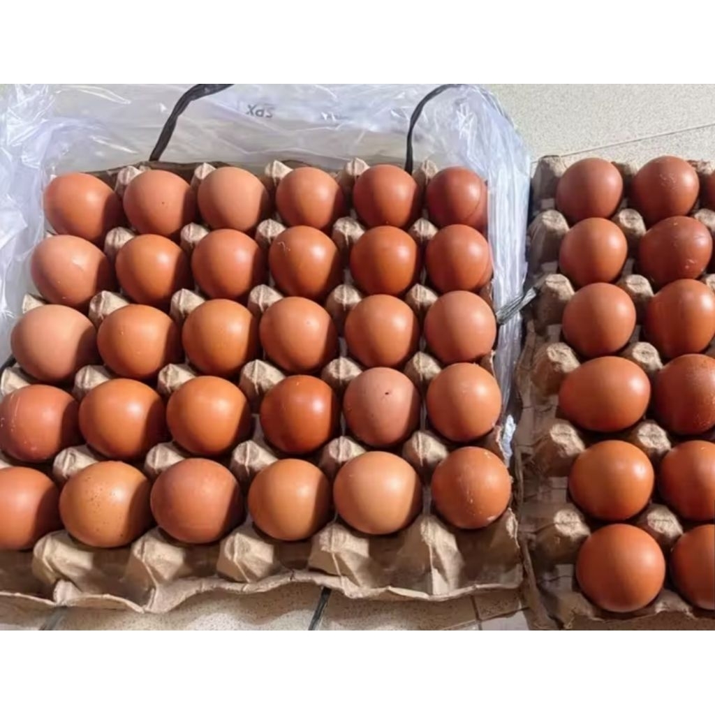 Telur Ayam Negeri Berkualitas per Butir Pengiriman Seluruh Indonesia