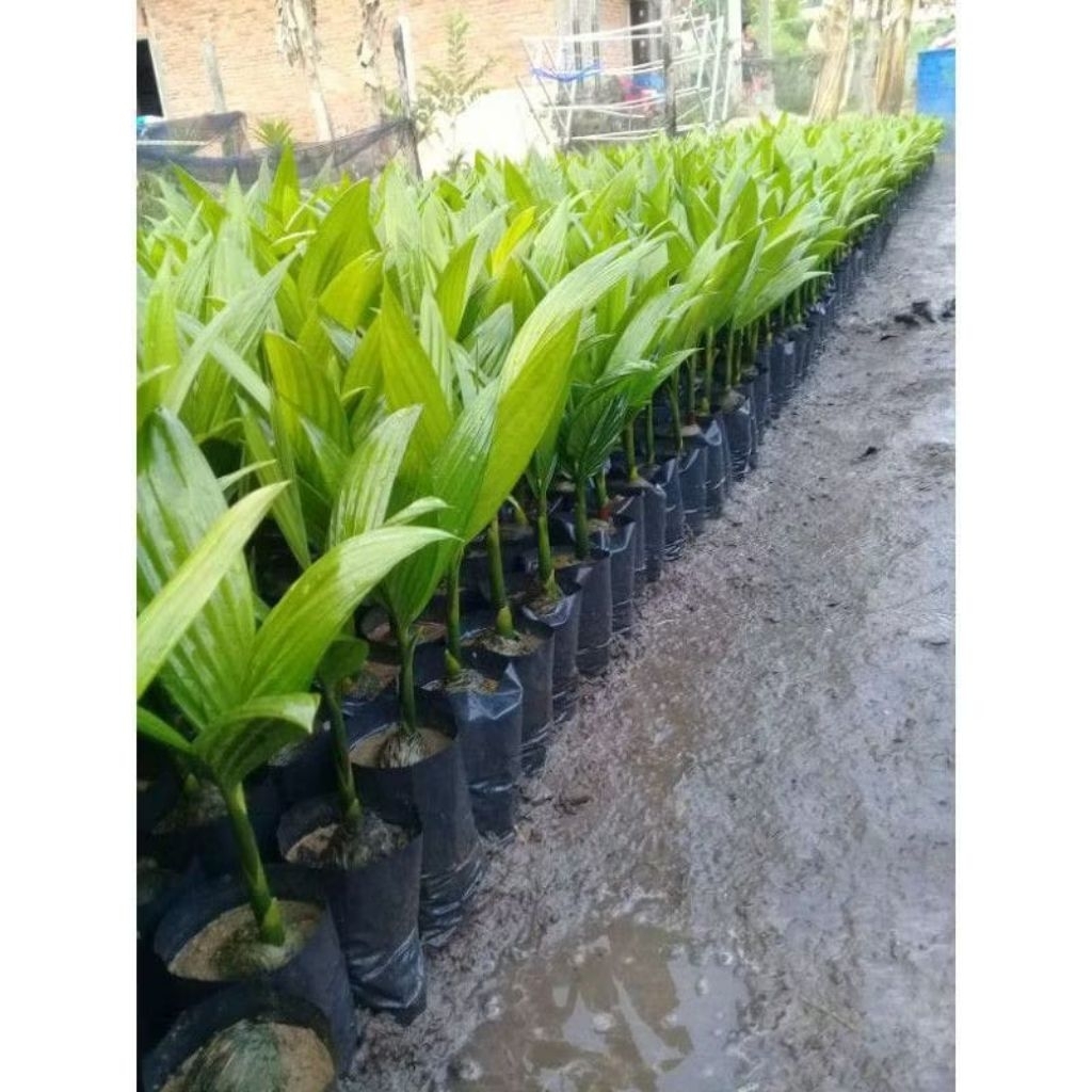 BIBIT PINANG BETARA UNGGUL SIAP TANAM 10 BIBIT