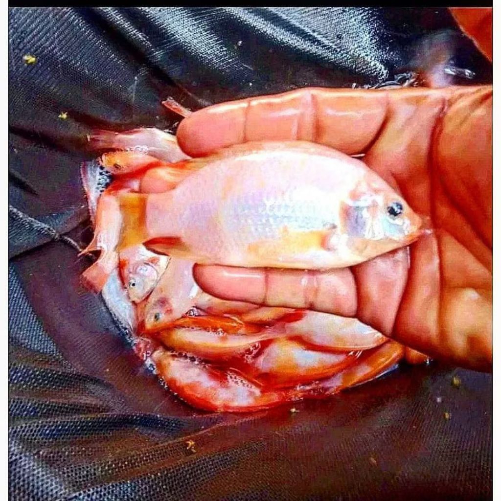 Bibit Ikan Nila Merah Size 3 Jari (8-12cm) - Beli 25 Ekor Gratis Pelet