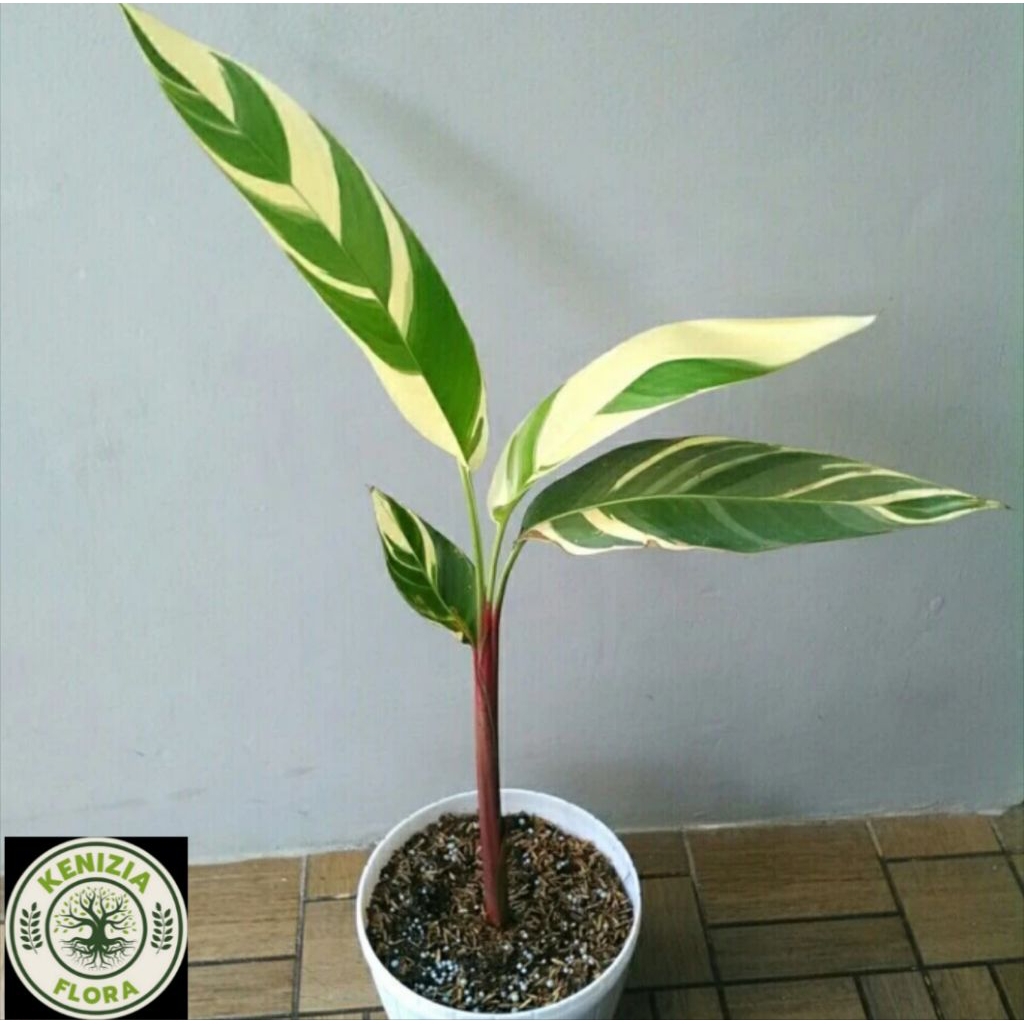 TANAMAN HIAS CANTIK POHON HELICONIA VARIGATA//POHON PISANG-PISANGAN VARIGATA TANAMAN HIDUP