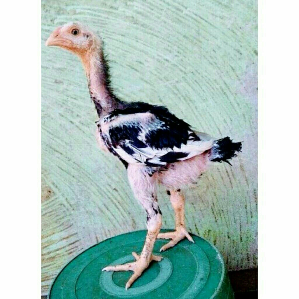 anak ayam shamo Japan umur 1bulan lebih