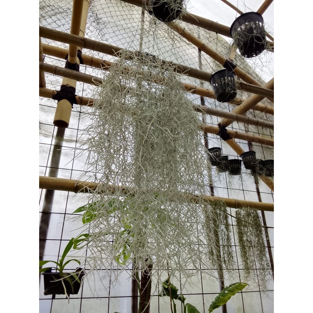 Spanish Moss / Jenggot Dewa
