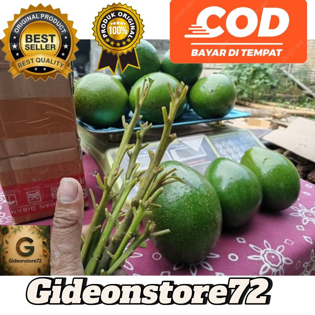 20 ENTRES alpukat miki dan mentega untuk belajar okulasi atau kebutuhan produksi valid sudah berbuah