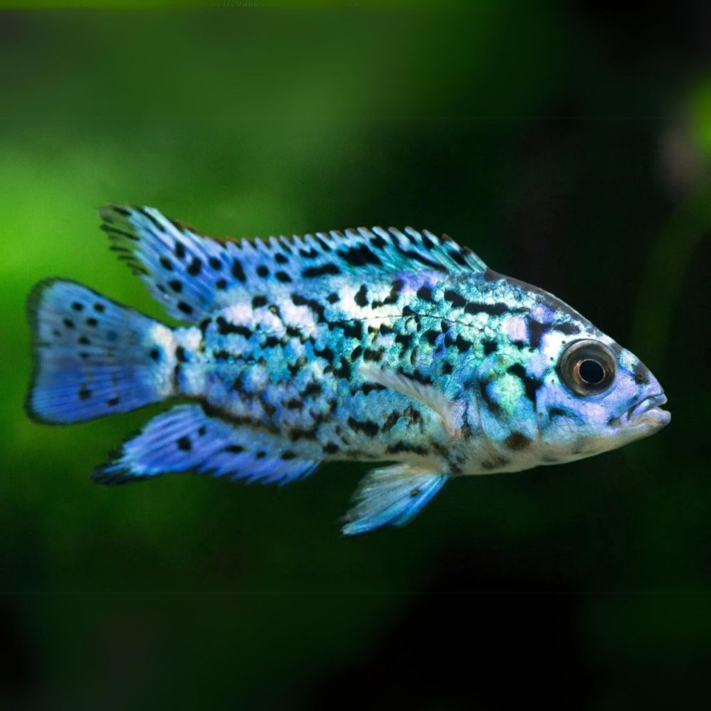 Ikan Hias Cichlid EBJD Electric Blue Jack Dempsey Size 4 Cm