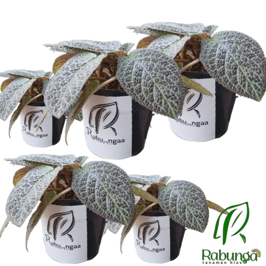 TANAMAN HIAS EPISCIA COKLAT>EPISCIA COKLAT>TANAMAN HIAS GANTUNG