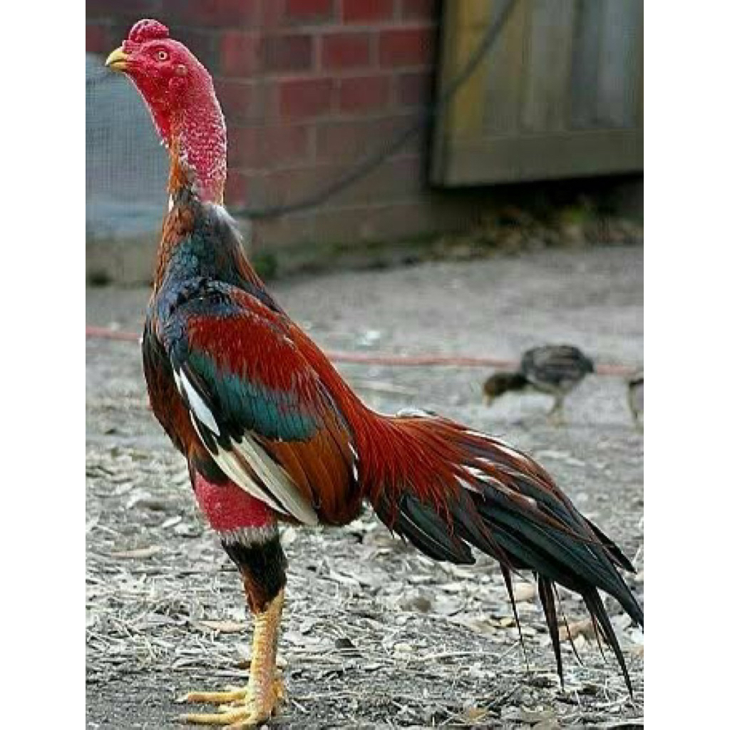 TELUR FERTIL AYAM KOYNGON IMPORT UNTUK DITETASKAN