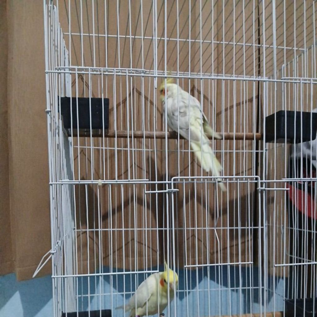 falk jantan dewasa nyiul