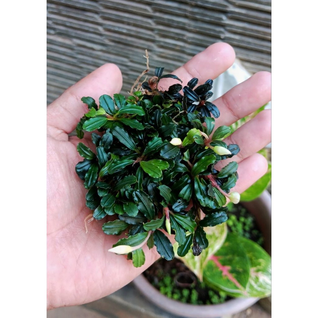 bucephalandra brownie mini phantom media ram stainles 4 × 4 cm
