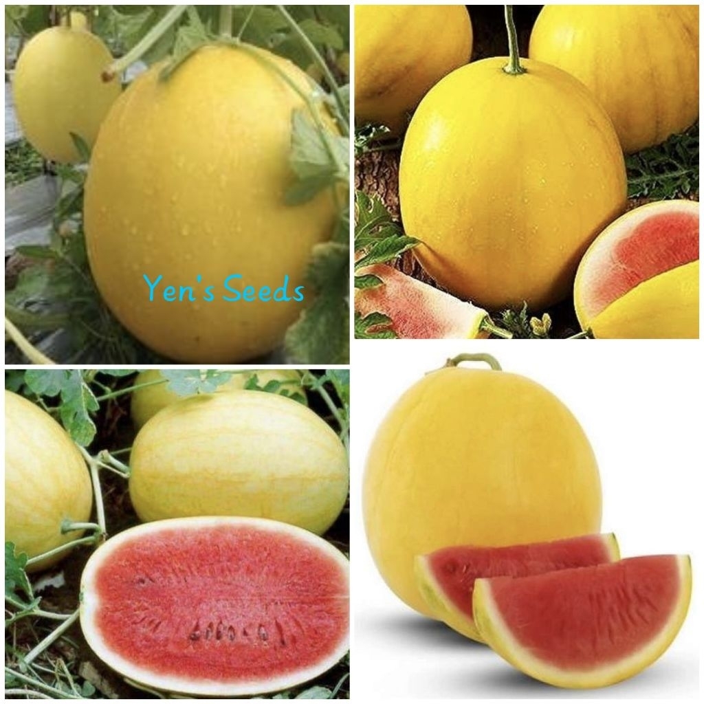 Benih Semangka Berkulit Kuning Daging Merah/Golden Red ( 10 Butir )