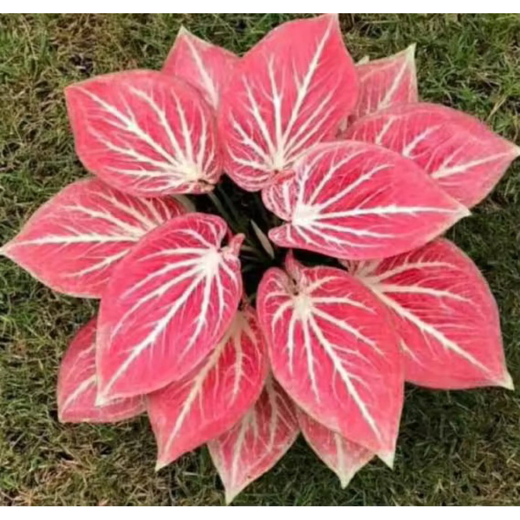 umbi Caladium keladi thailand pink cantik bibit benih siap kirim