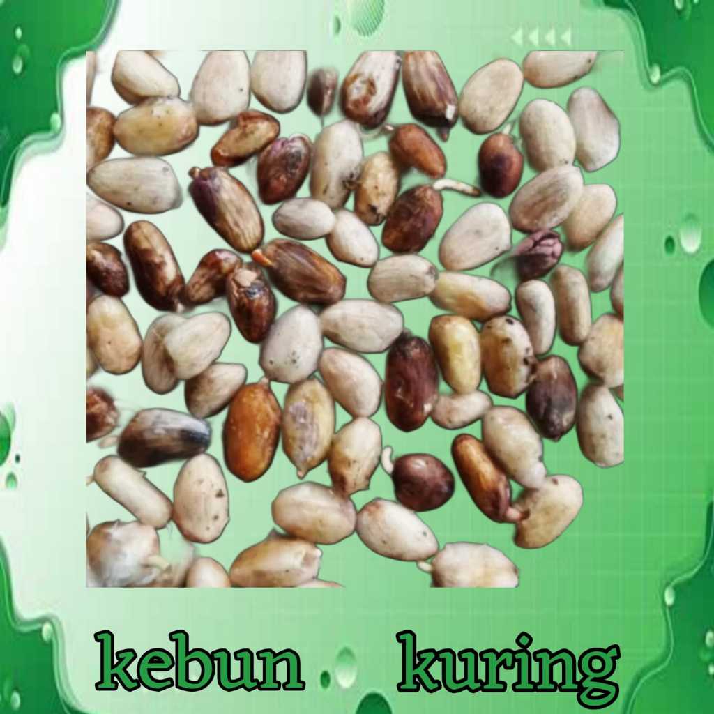 benih biji kakao / bibit kakao / kecambah kakao siap tanam 100 biji