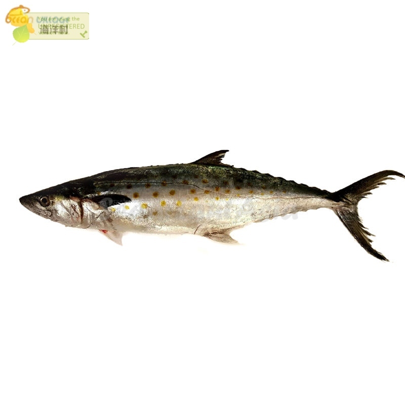 Ikan Tenggiri 1Kg Ikan Tenggiri Segar Ikan Tenggiri Betina Tenggiri Gepeng Ikan Tengiri