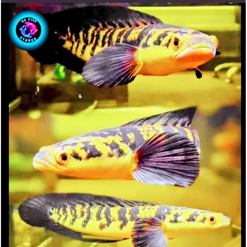 ( Garansi 100% ) Maru yellow Sentarum / Ys ( UK 17-20 cm ) Bahan progresan Terbaik