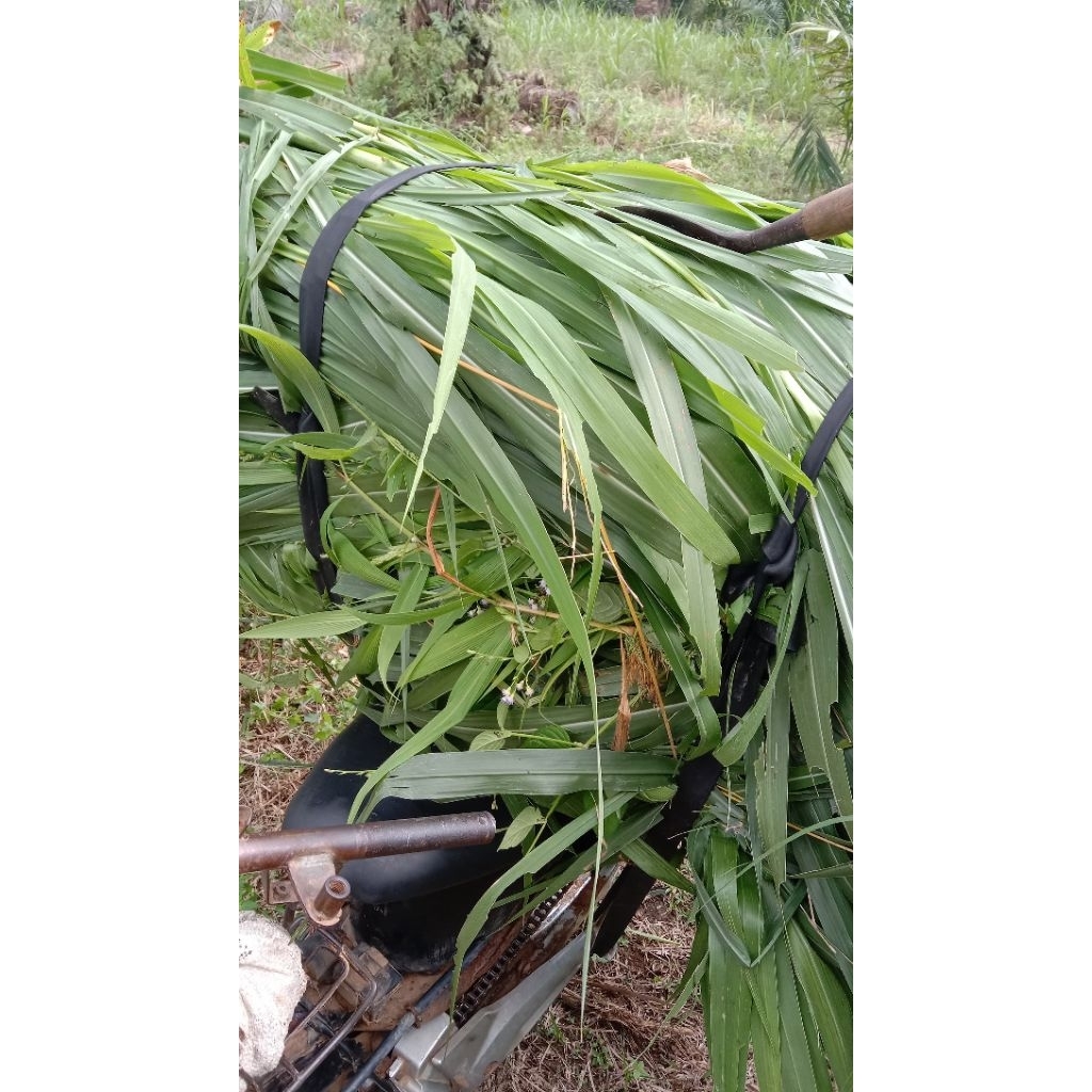 BIBIT PAKAN TERNAK SUPER RUMPUT GAJAH