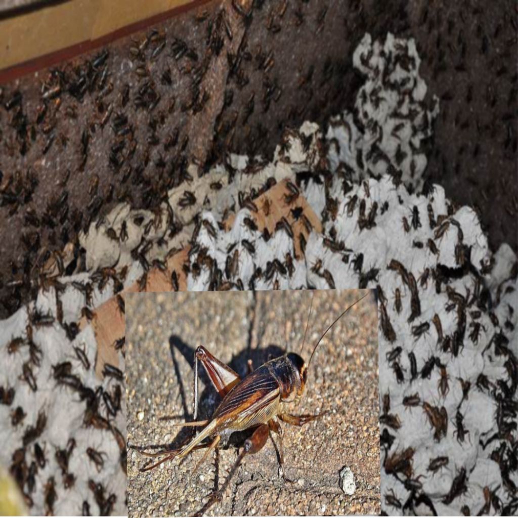 Jangkrik | jangkrik hidup | 1 pcs = 500 grm