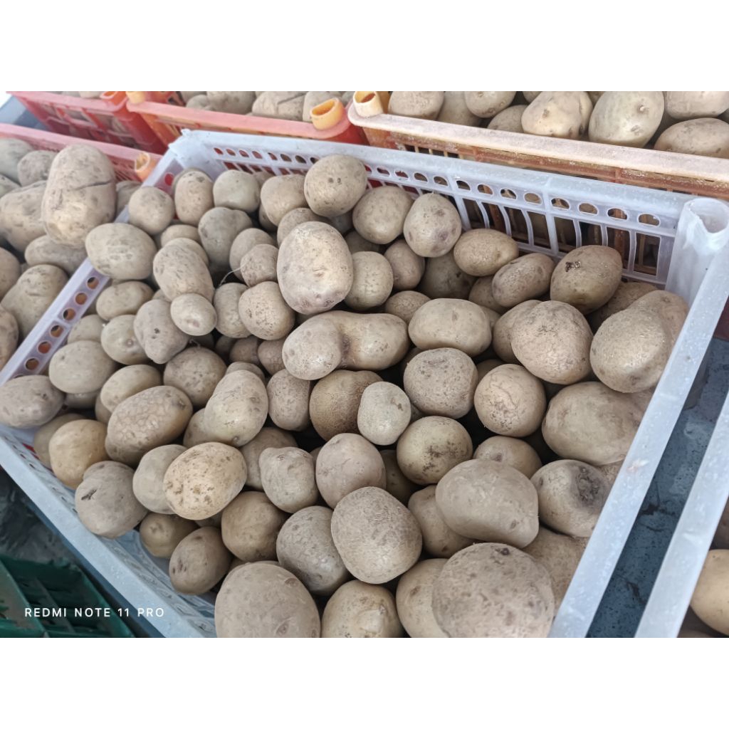 kentang PL,KENTANG 1KG